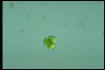 Oocystis