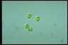 Oocystis