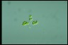 Oocystis