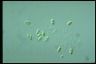 Oocystis