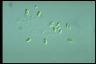 Oocystis