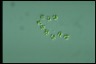 Oocystis