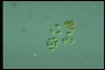 Oocystis