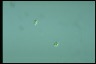 Oocystis