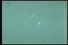 Oocystis