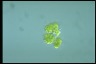 Botryococcus