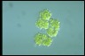 Botryococcus