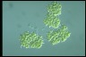 Botryococcus