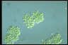 Botryococcus