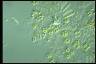 Gloeocystis