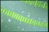 Spirogyra