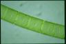 Spirogyra