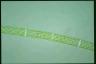 Spirogyra