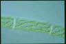 Spirogyra