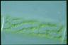 Spirogyra