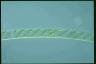 Spirogyra