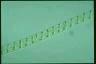 Spirogyra