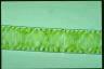 Spirogyra