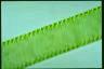 Spirogyra