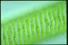 Spirogyra