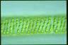 Spirogyra