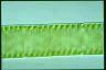 Spirogyra