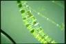 Spirogyra