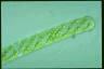 Spirogyra