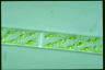 Spirogyra