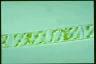 Spirogyra