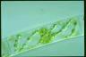 Spirogyra