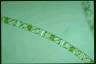 Spirogyra