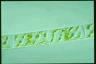 Spirogyra