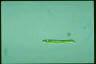 Euglena