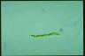 Euglena