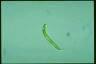 Euglena