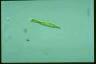 Euglena