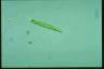 Euglena