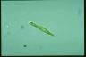 Euglena