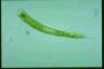 Euglena oxyuris