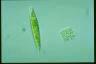 Euglena