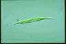 Euglena