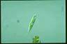 Euglena