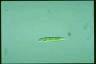 Euglena