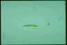 Euglena