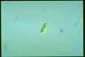 Euglena