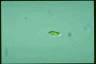 Euglena