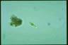 Euglena