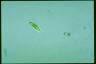 Euglena