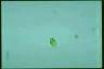 Euglena